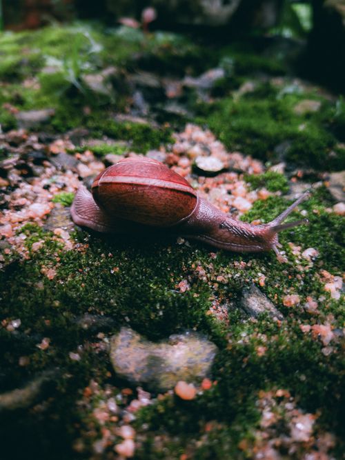 Free A detailed shot of a snail crawling on vibrant green moss in KL, India. Stock Photo