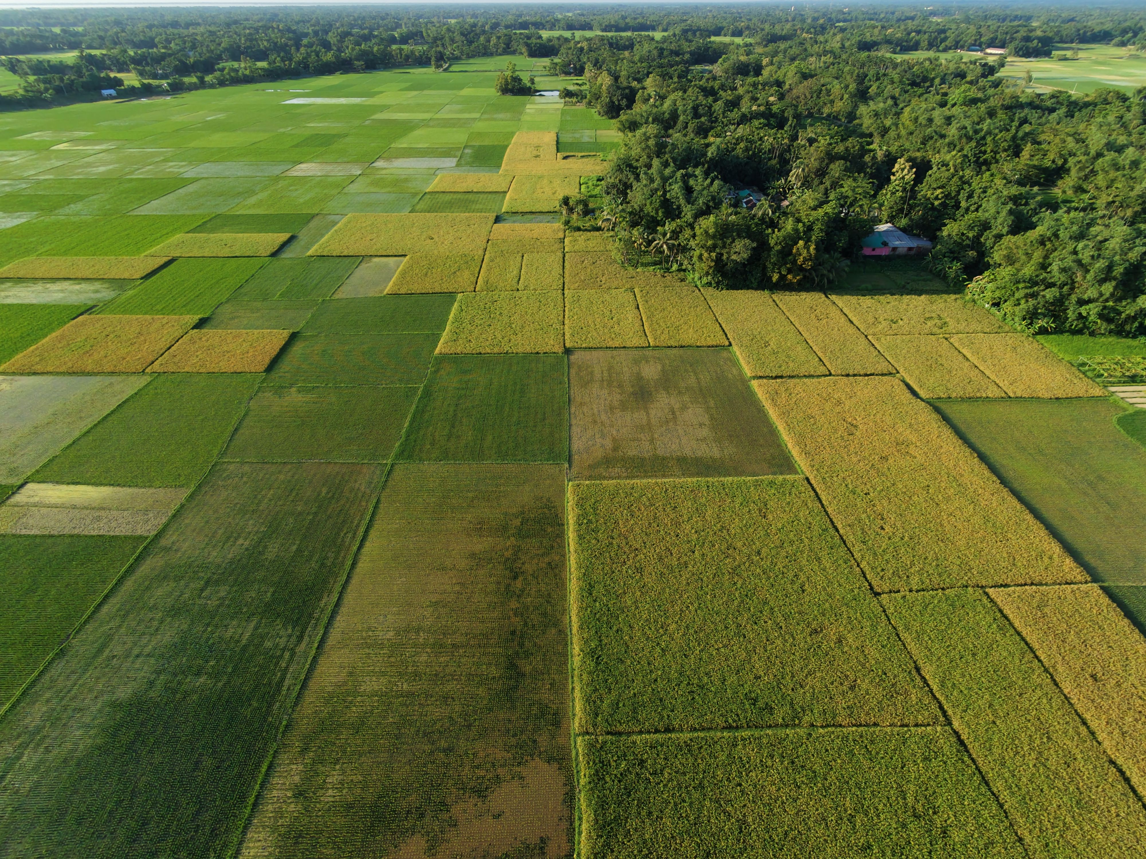 Aerial view of expansive green and yellow agricultural fields with dense forest area in background.