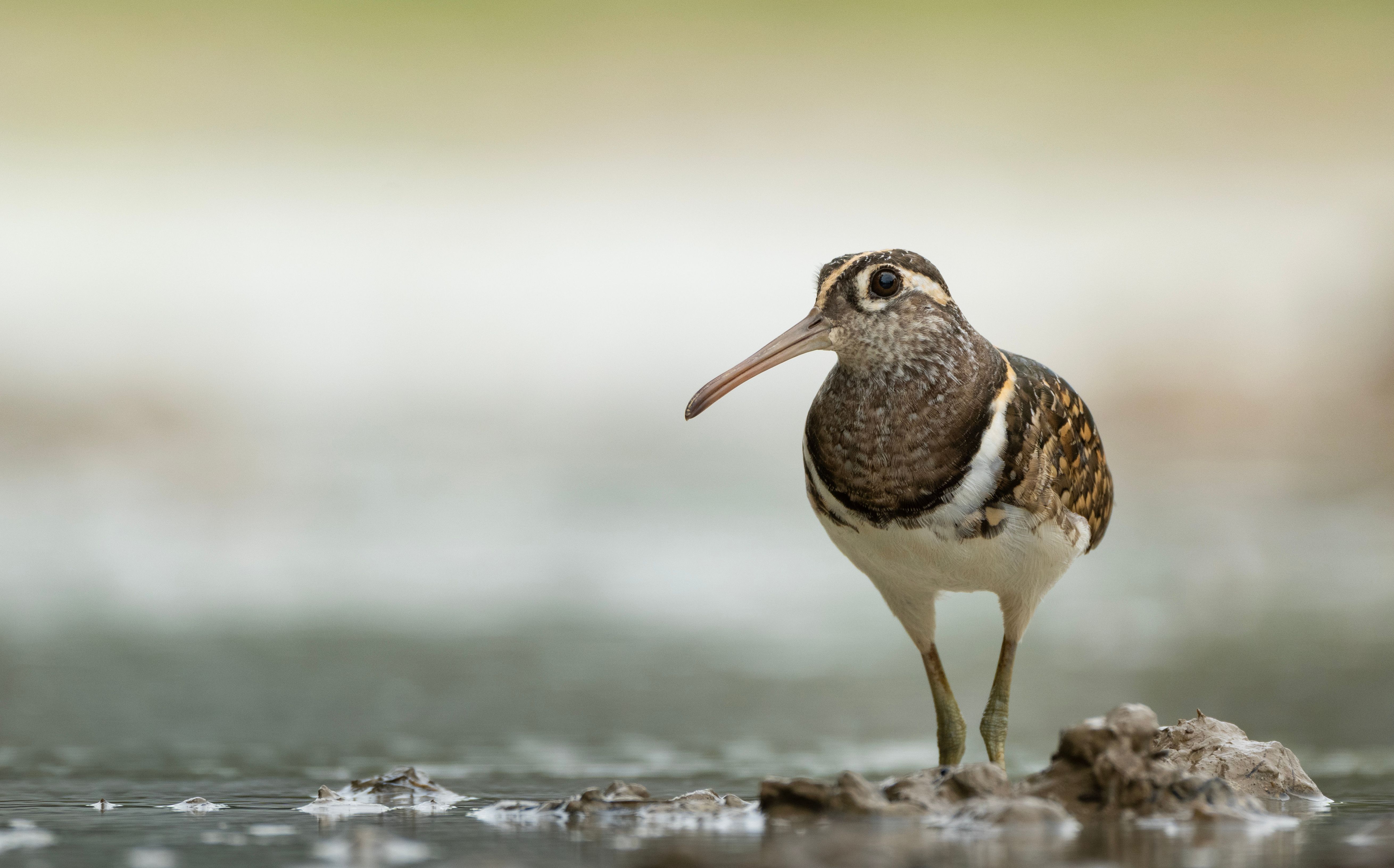 Greater painted-snipe bird standing by water in a natural setting, ideal for wildlife photography enthusiasts.