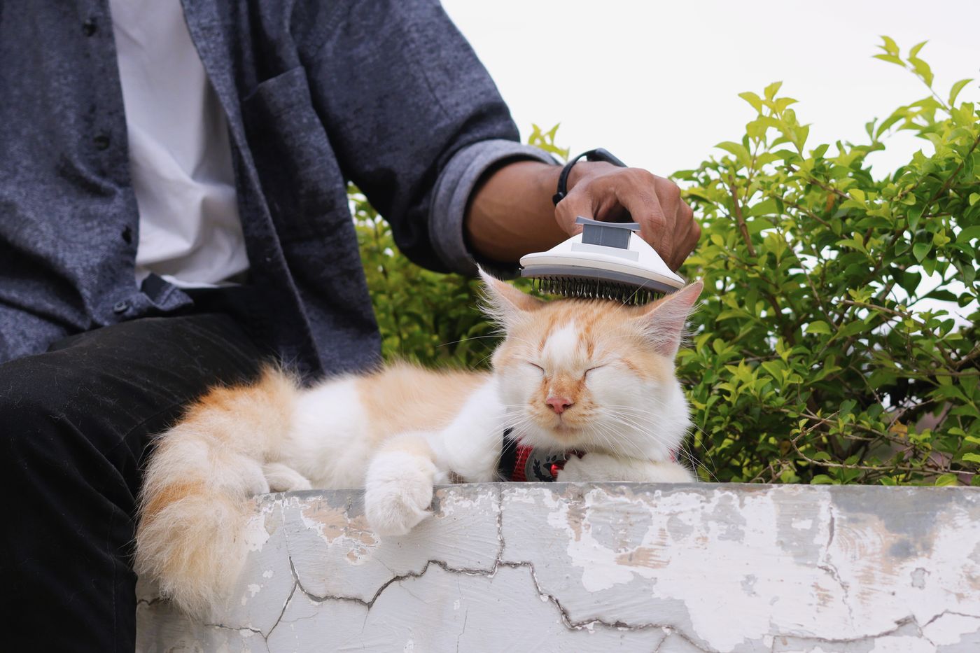 Pet parent gently grooming a relaxed cat