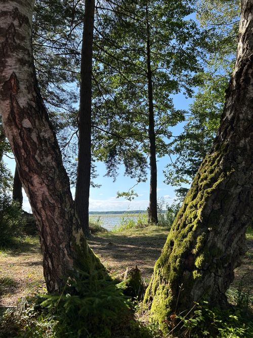 Free Serene forest scene in Lithuania, featuring sunlit mossy trees by a lakeside on a clear day. Stock Photo