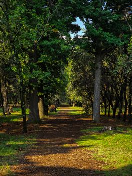 Sunlit forest pathway through lush green trees in Ciudad de México, perfect for a nature walk.