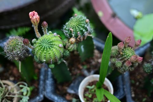 Free A vibrant green cactus with blooming pink buds in a backyard garden setting. Stock Photo