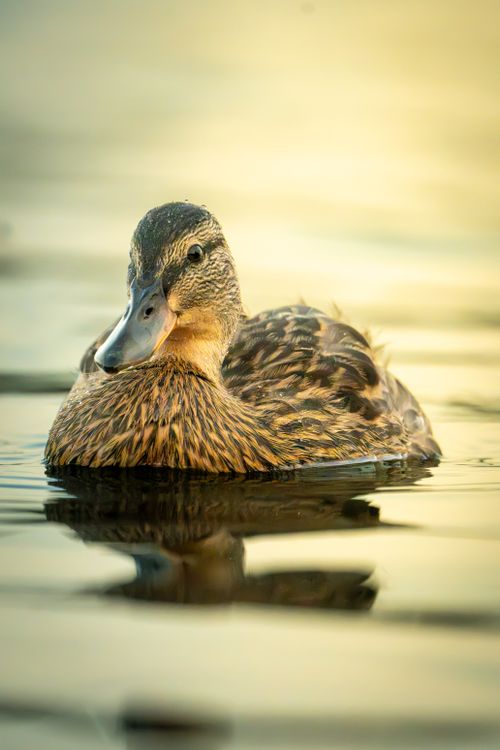 Free A serene image of a mallard duck swimming on calm water at sunset, creating a peaceful ambiance. Stock Photo