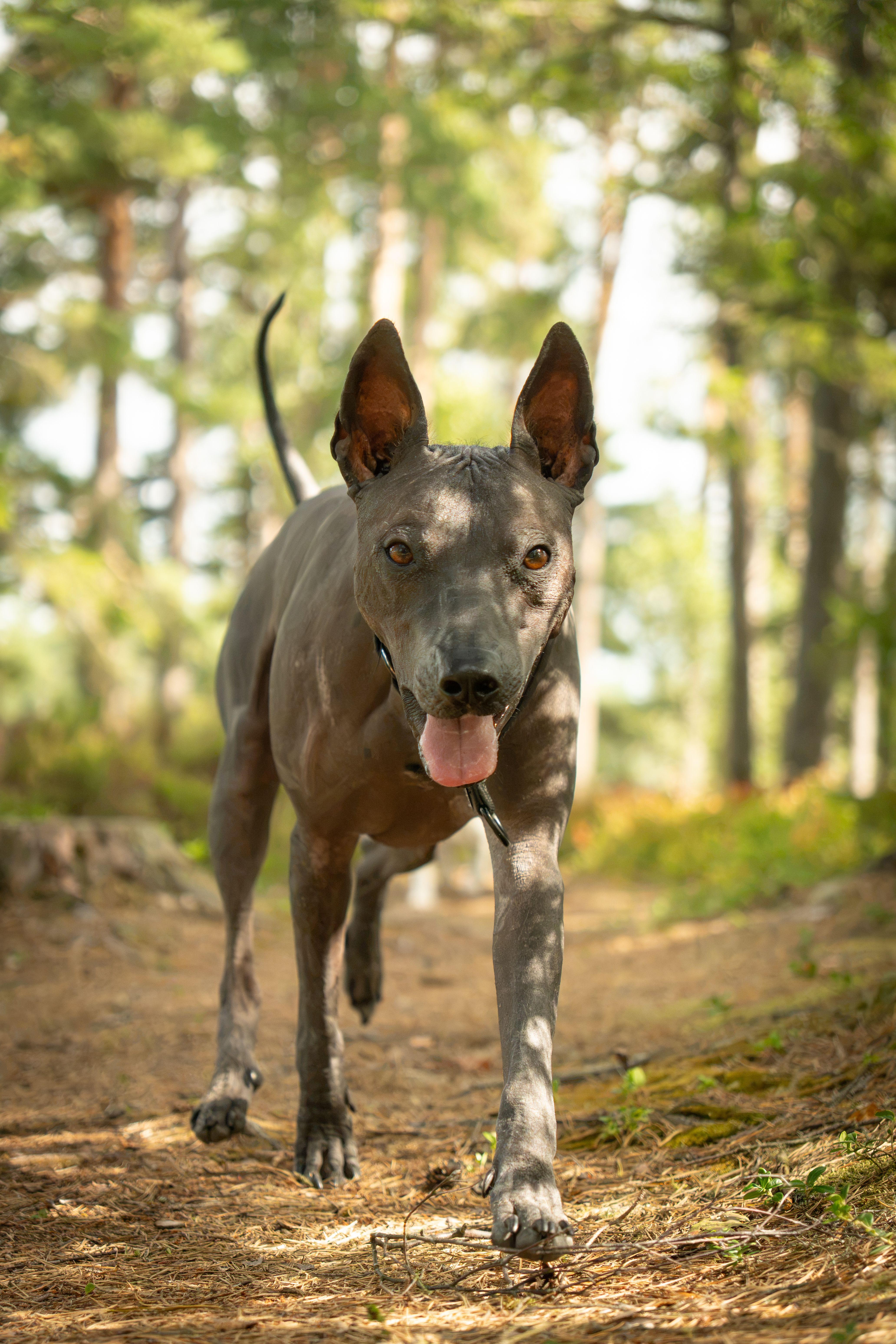 Thai Ridgeback dog exploring a sunlit forest trail, showcasing its agility and curiosity.