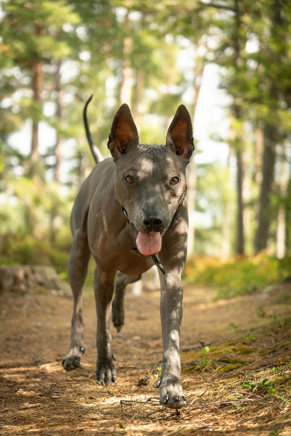 Thai Ridgeback, photo 4