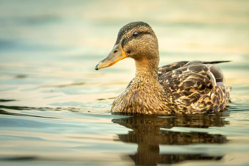 Free Close-up of a mallard duck gracefully floating on peaceful water during the day. Stock Photo