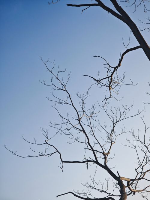 Free Artistic view of bare tree branches silhouetted against a clear blue sky, capturing natural simplicity. Stock Photo