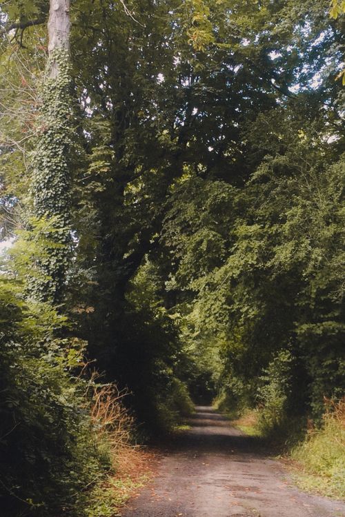 Free A tranquil forest pathway surrounded by lush greenery in Normandy, France. Stock Photo