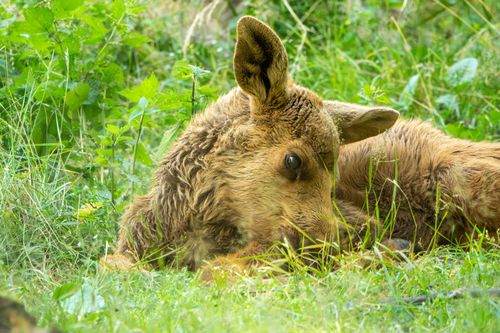 Free A young moose calf laying on lush green grass in a forested area. Stock Photo