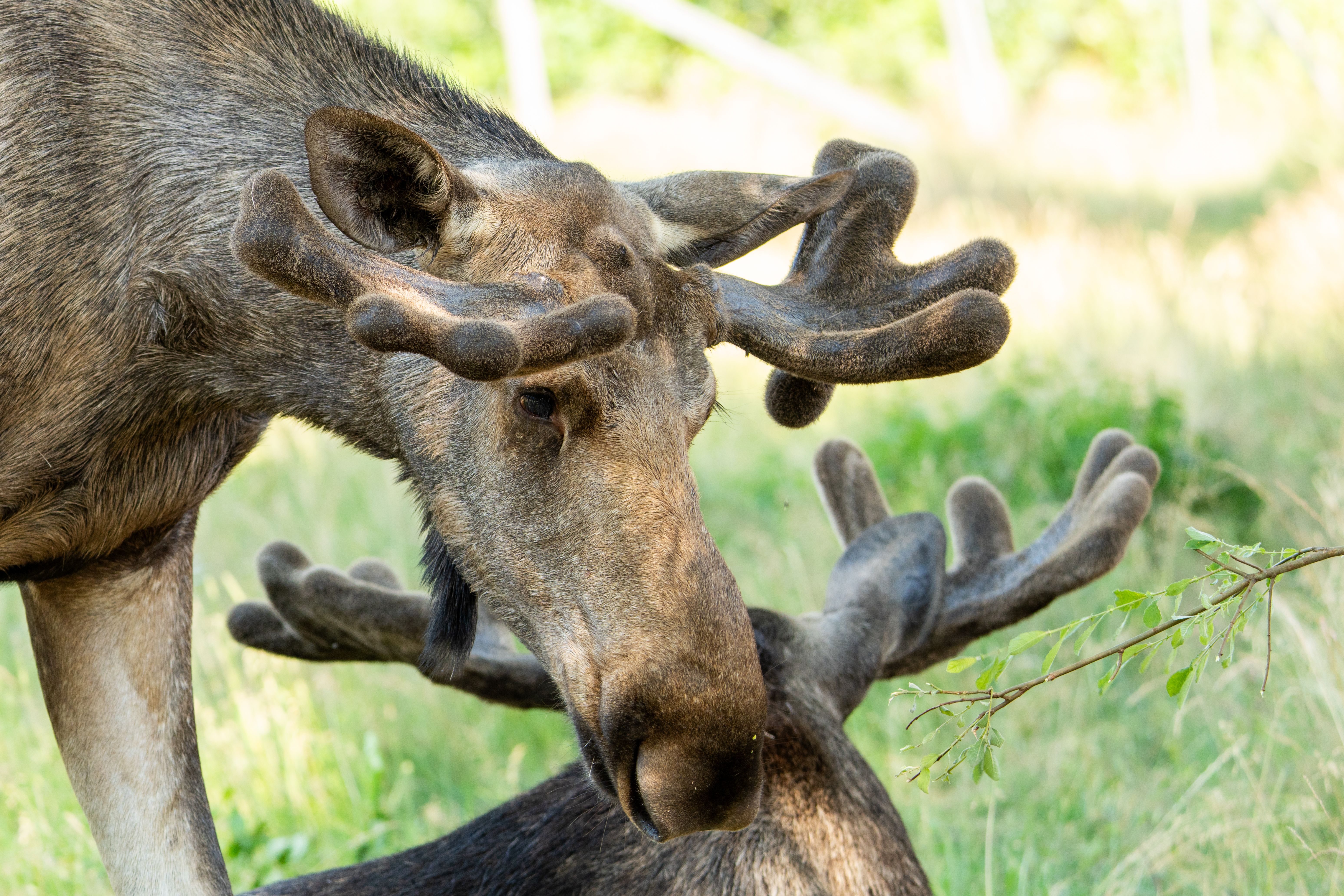 Moose Safari