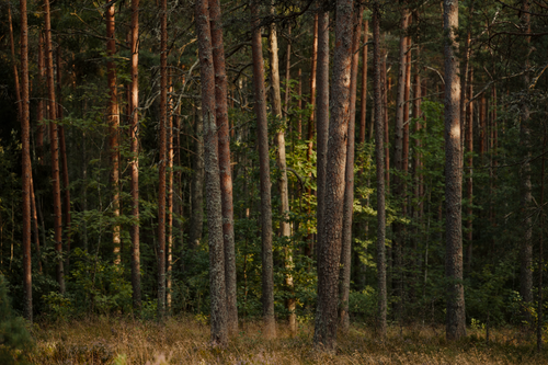 Free Peaceful scene of tall conifer trees in a lush, dense forest setting. Stock Photo