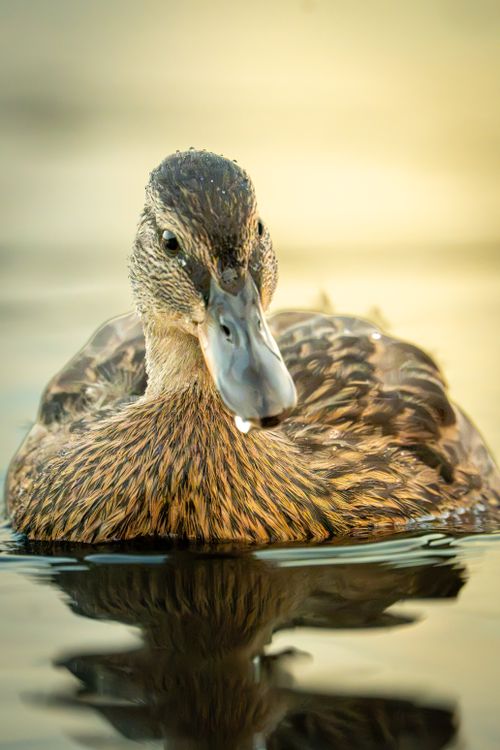 Free A serene close-up of a mallard duck swimming peacefully on calm water. Stock Photo