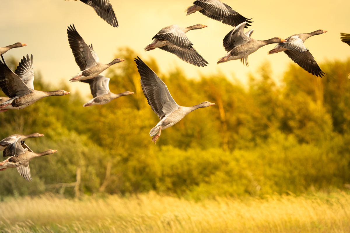 Flock of greylag geese flying low over a golden grass field at sunset