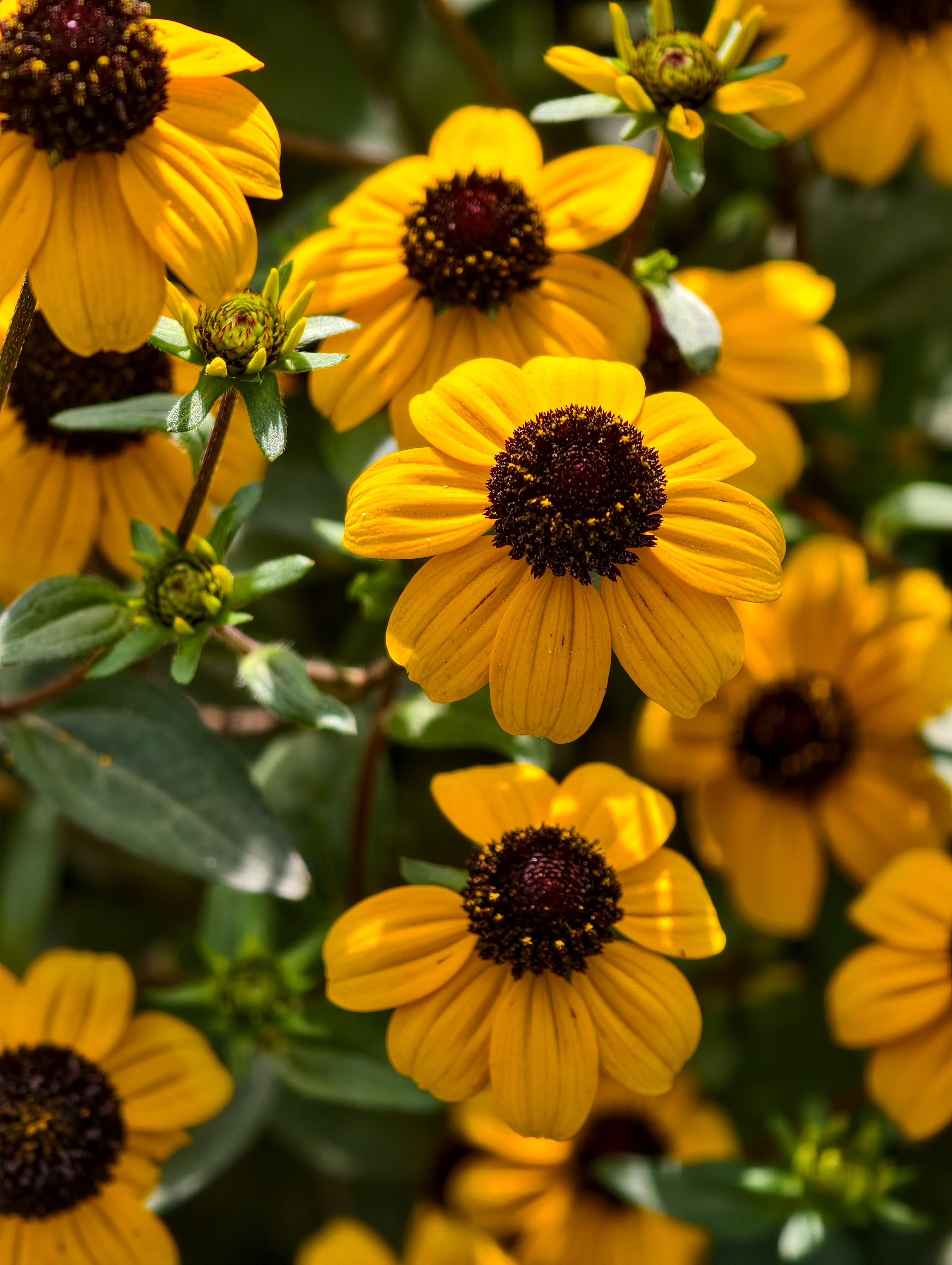 [ColoSach]-close-up-of-vibrant-yellow-black-eyed-susans-in-full-bloom-under-sunlight.