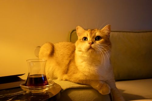 Free Ginger cat resting on a sofa by a table with a glass, lit by warm ambient light. Stock Photo
