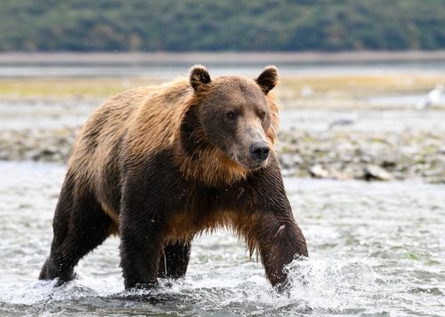 Free A majestic brown bear wades through the waters of an Alaskan river in the wilderness. Stock Photo