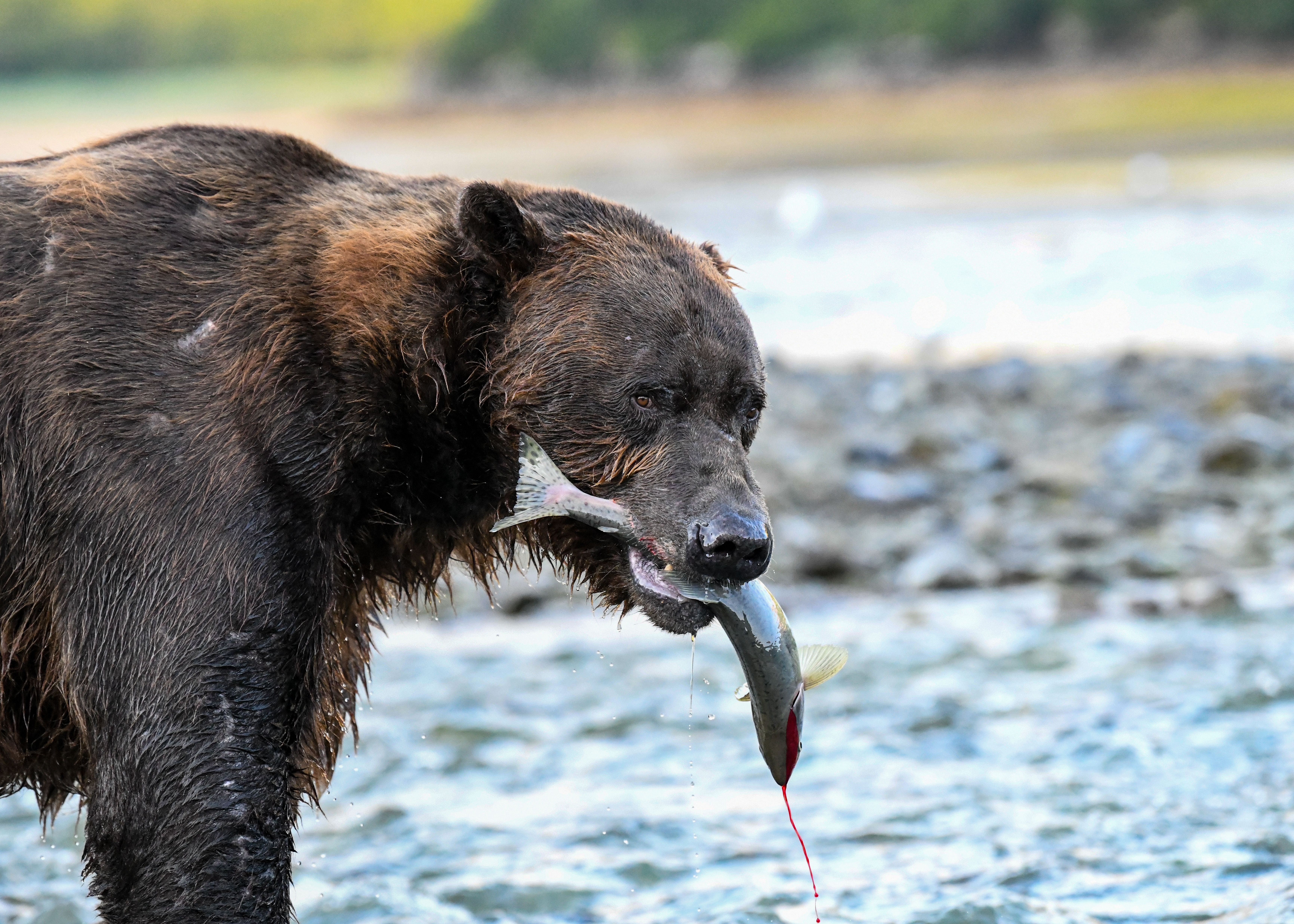 Salmon runs and old-growth forests