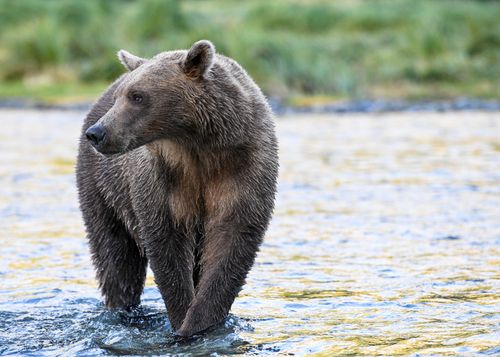 Free Captivating shot of a brown bear wading through a river in Alaska, showcasing its natural habitat. Stock Photo
