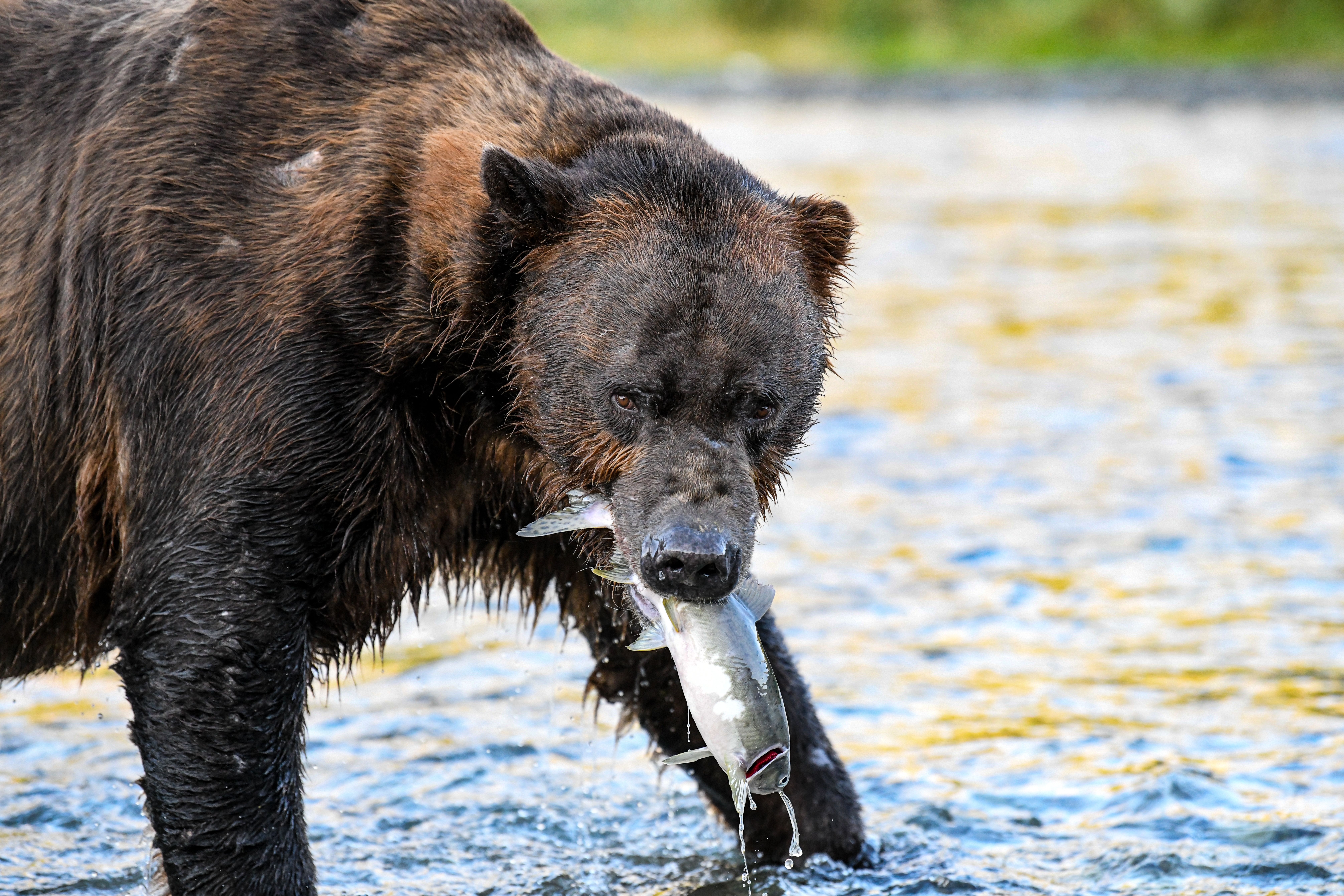 A majestic brown bear catches a salmon in the rivers of Katmai, Alaska.