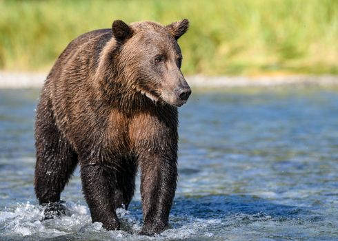Katmai Brooks Falls bear viewing — Alaska