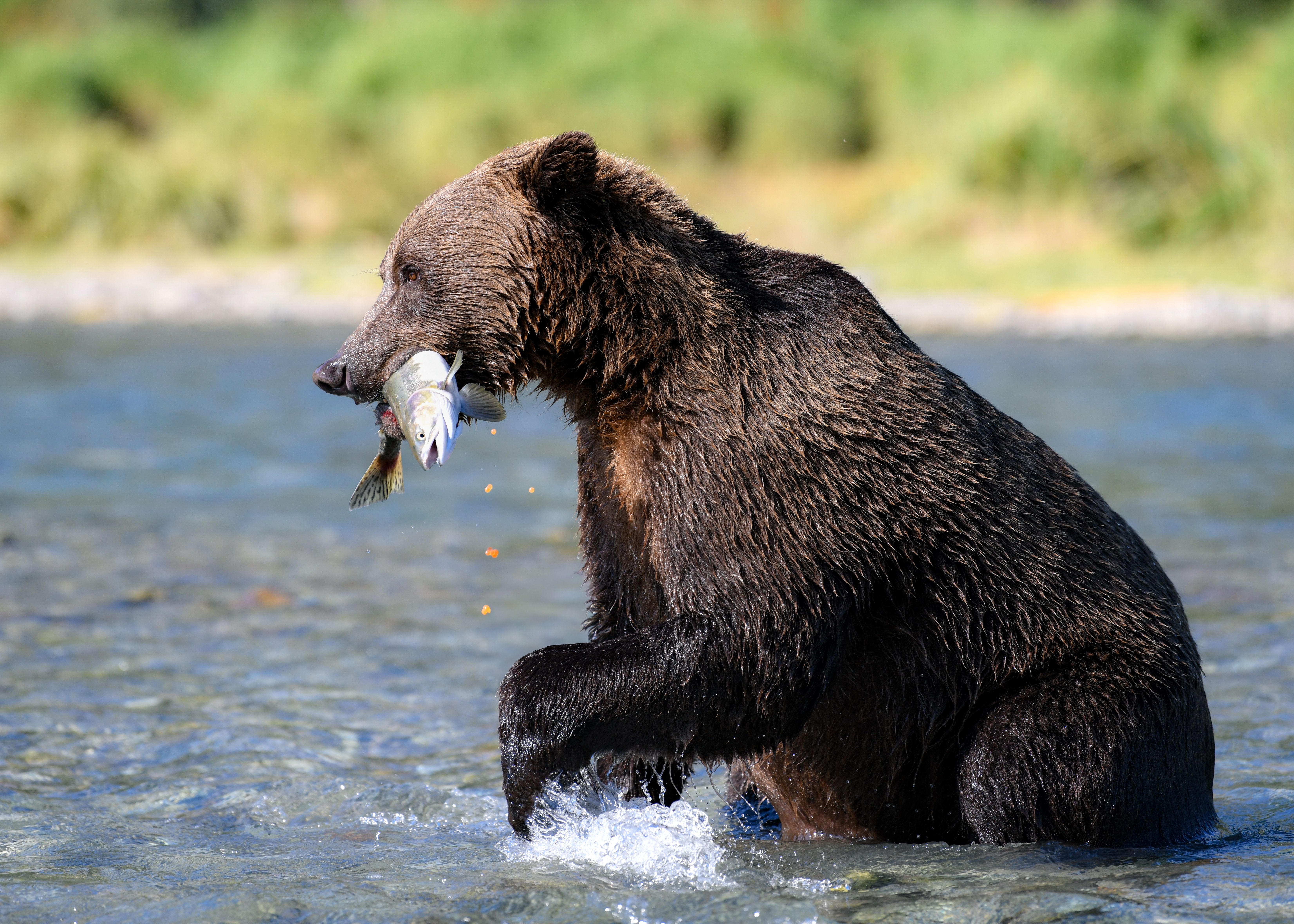 Coastal brown bear catches salmon in Alaskan river, showcasing wildlife in natural habitat.
