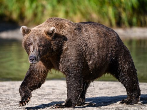 Free A powerful coastal brown bear strides along the riverbank in Alaska's untamed wilderness. Stock Photo