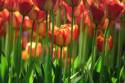 Free Close-up of vibrant red and yellow tulips in full bloom, showcasing vibrant colors and natural beauty. Stock Photo