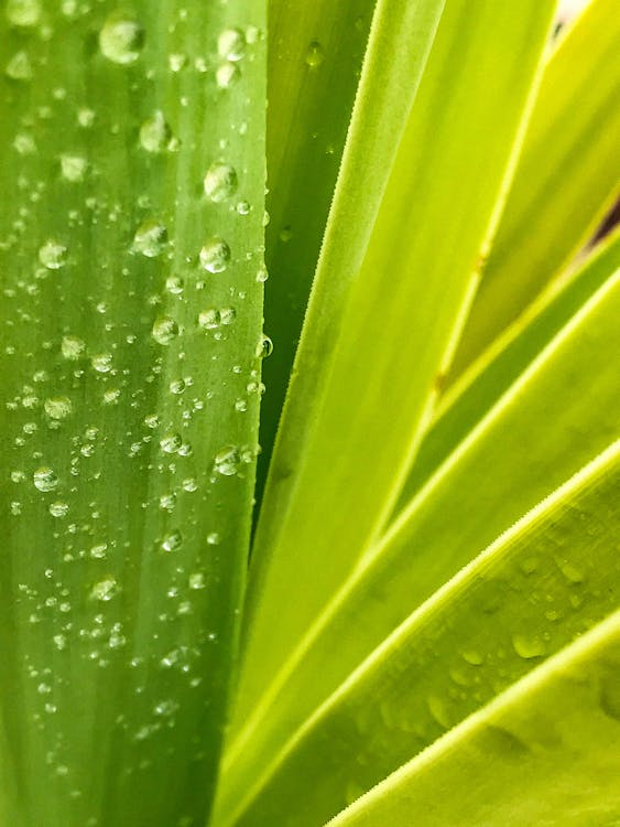 Water Droplets On Green Leaf