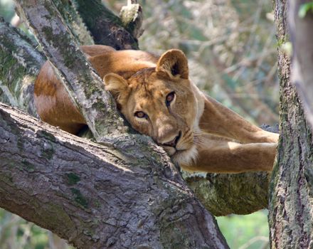 Queen Elizabeth tree-climbing lions — Uganda — Bwindi Gorillas
