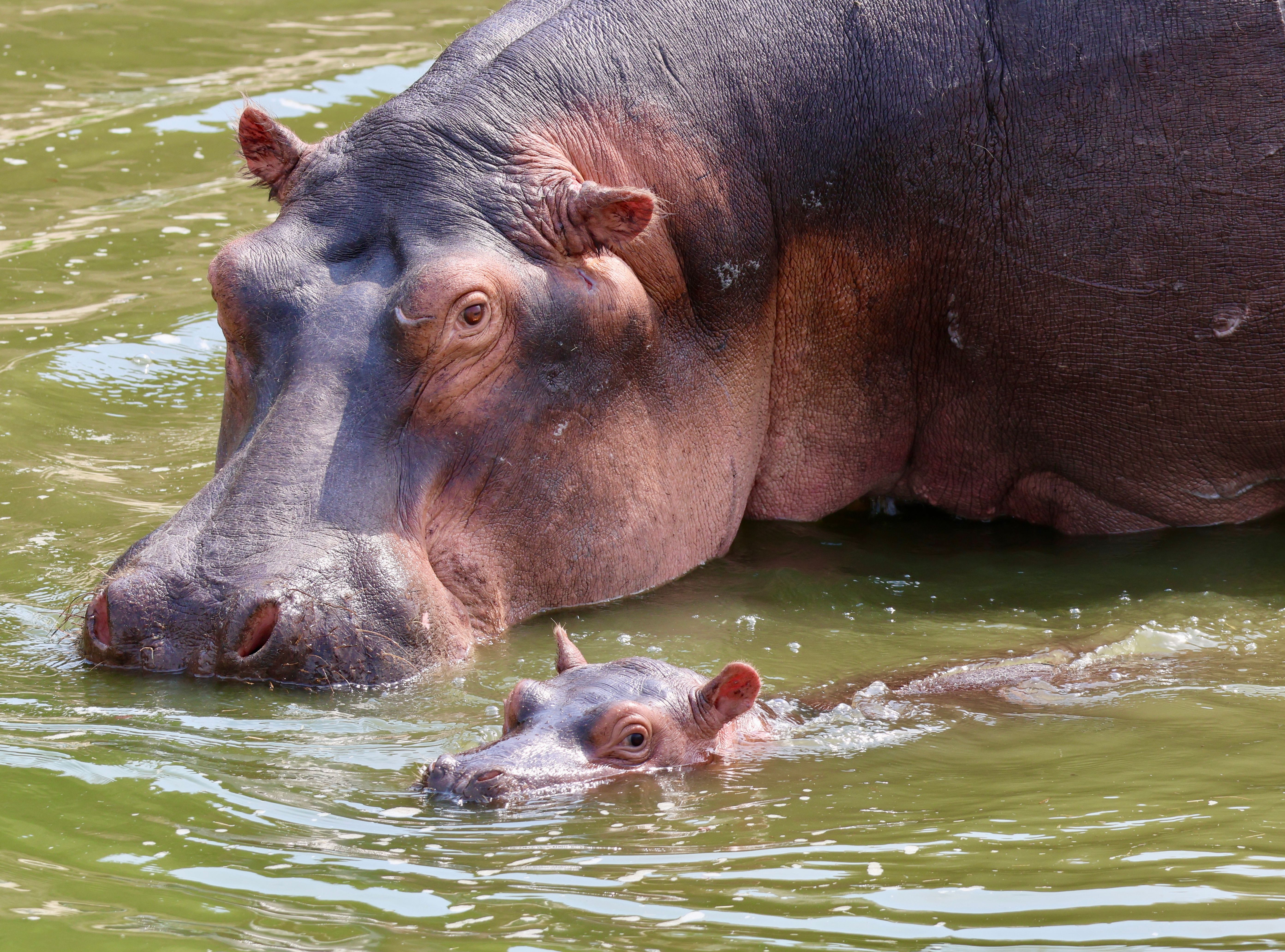 Hippo to expand homeowners insurance — Photo by Laura Phillips on Pexels