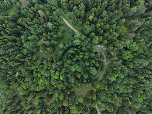 Free Aerial photo of dense forest in the Caucasus Mountains with winding paths. Stock Photo