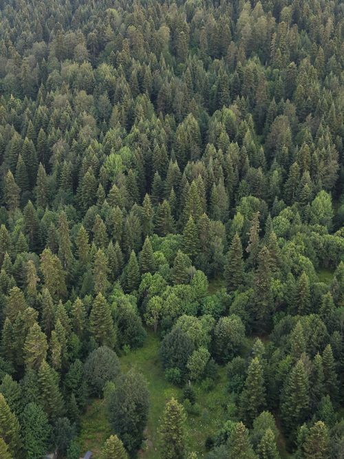 Free A breathtaking aerial shot of a dense coniferous forest in the Caucasus Mountains, showcasing lush greenery. Stock Photo