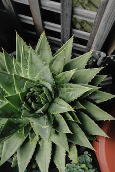 龙舌兰植物的详细视图，带有水滴和乡村背景