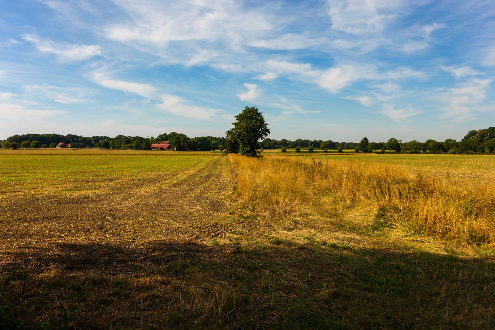 Aerial view of a lush green crop field