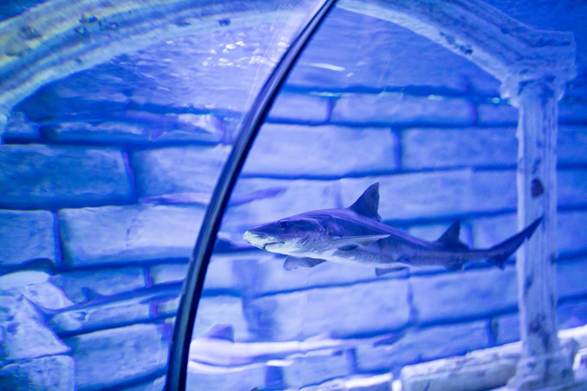 A shark gracefully swims in the tunnel of Antalya Aquarium, captured through clear glass.