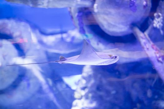 一条黄貂鱼以优雅的姿态滑过充满活力的水族馆展示区