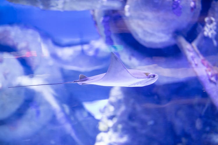 Stingray Inside An Aquarium