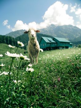 A serene scene of a sheep in a lush Pahalgam meadow, surrounded by flowers and mountains.