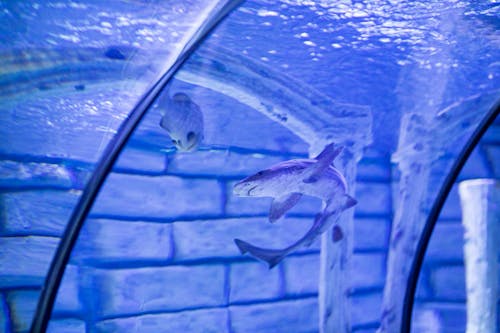 Free Shark Inside A Tank Stock Photo