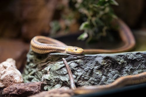 Free Snake On A Rock Stock Photo