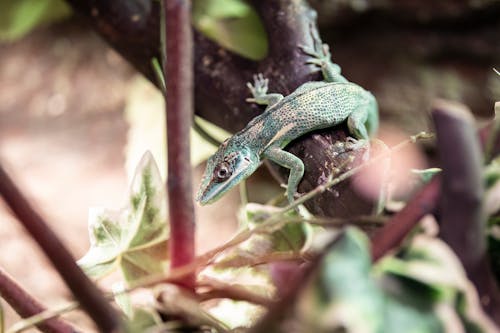 Green Lizard On A Plant