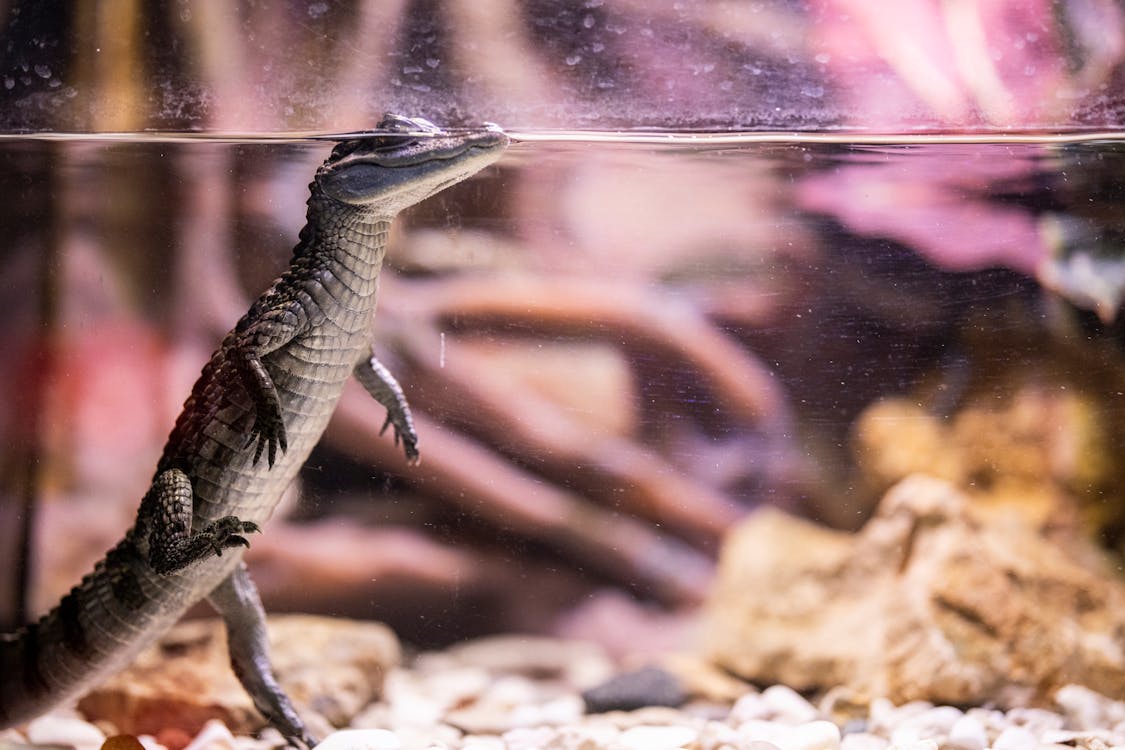 Ilmainen kuvapankkikuva tunnisteilla akvaario, alligaattori, eläin
