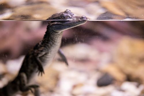 Free A detailed close-up photograph of a young alligator emerging from the water with focus on its head. Stock Photo