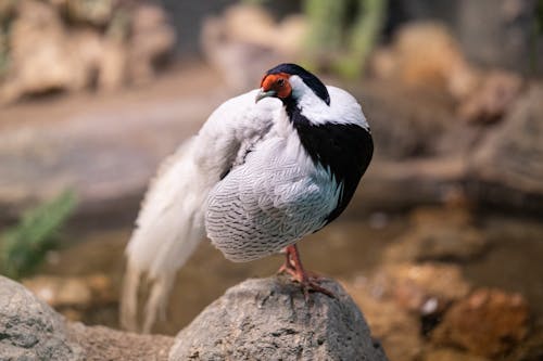 免费 黑白鸟在一块岩石上 素材图片