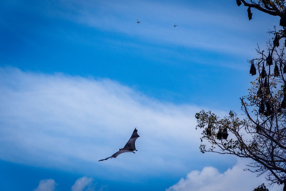 Bat silhouetted against a dusk sky near a residential roofline