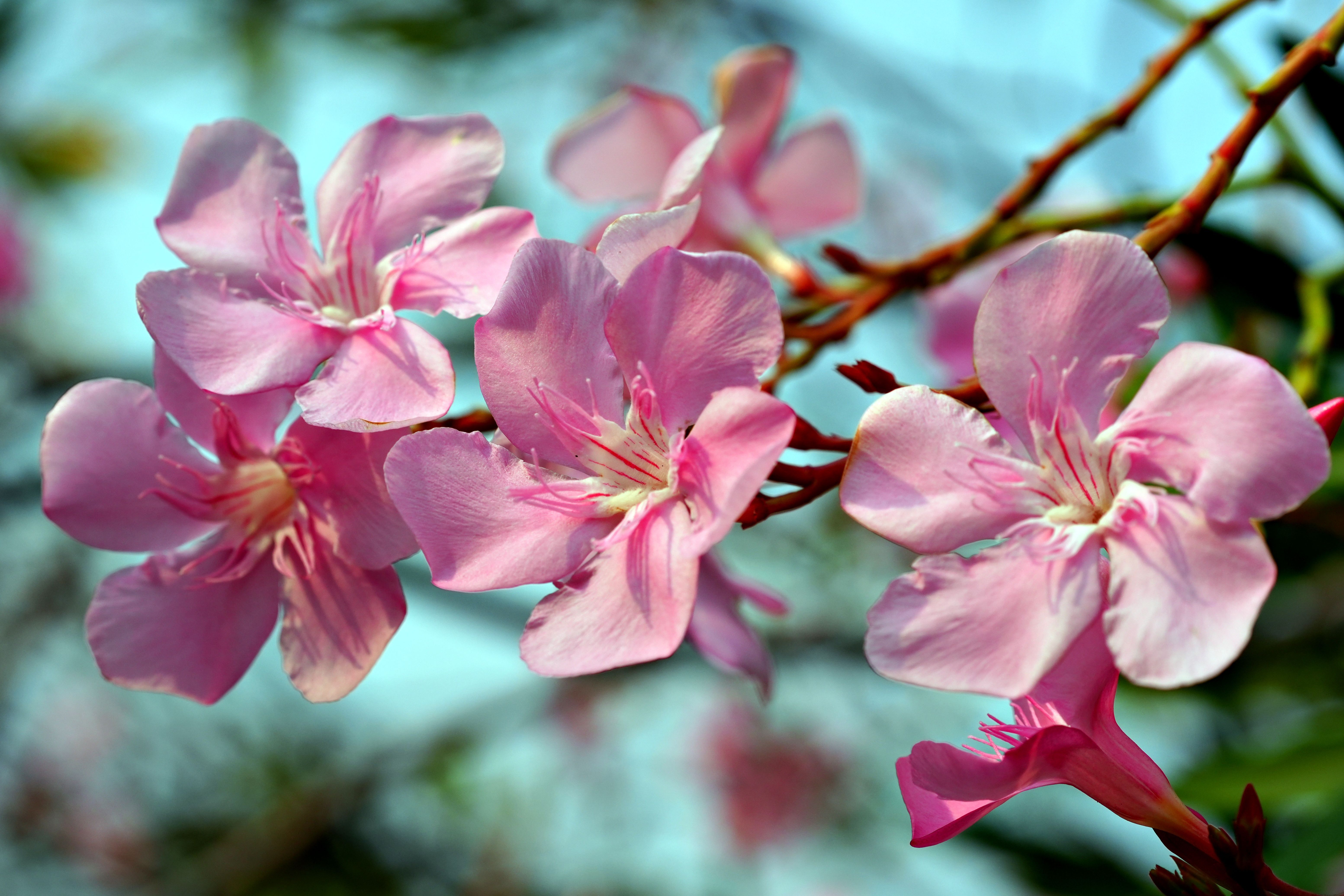 [ColoSach]-detailed-image-of-pink-oleander-flowers-in-full-bloom-under-natural-sunlight.
