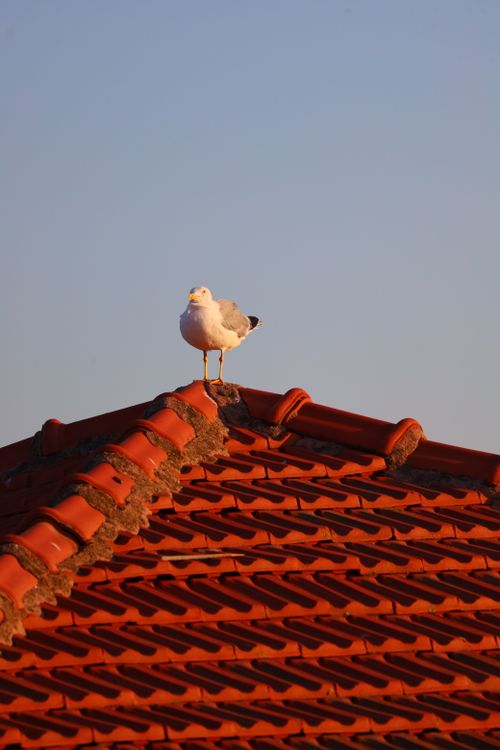 Free A seagull rests on a tiled red rooftop against a clear blue sky during the day. Stock Photo
