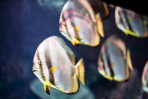 Free Yellow And Gray Fish In Water Stock Photo
