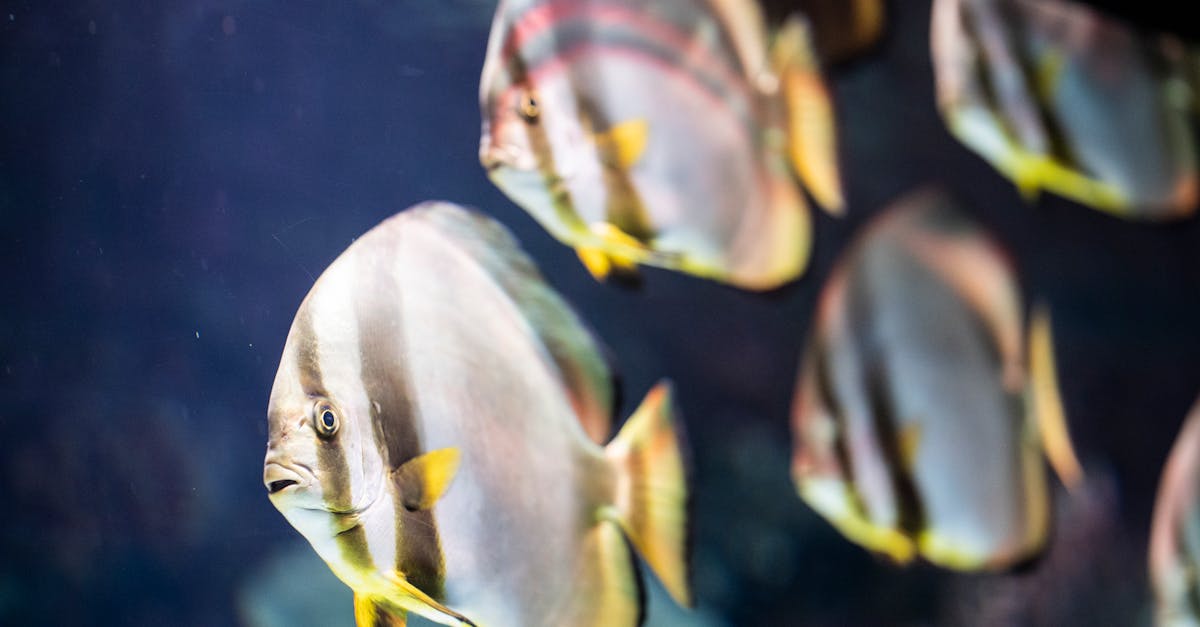 How to make a fish tank lid